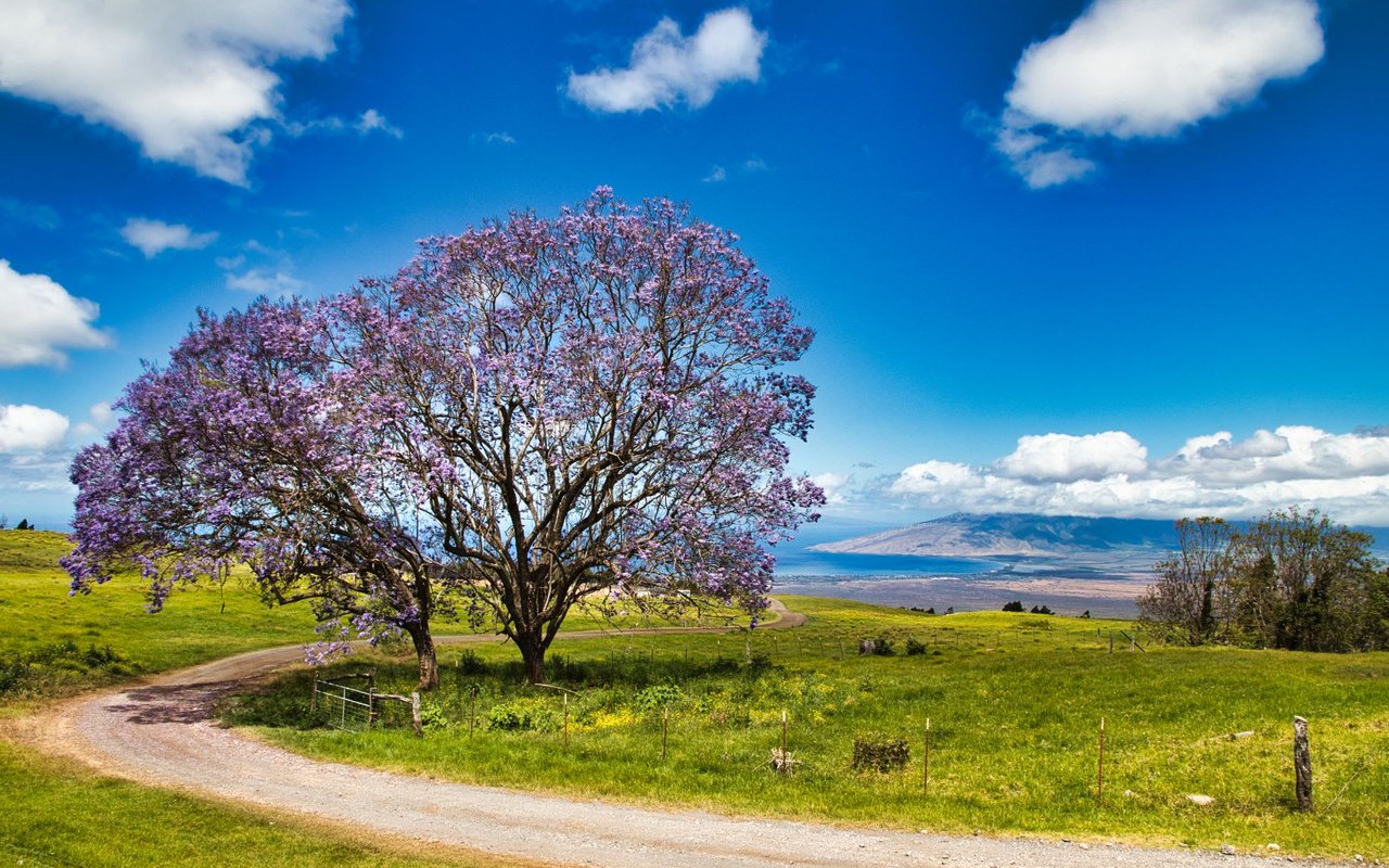 Kamuela/Waimea