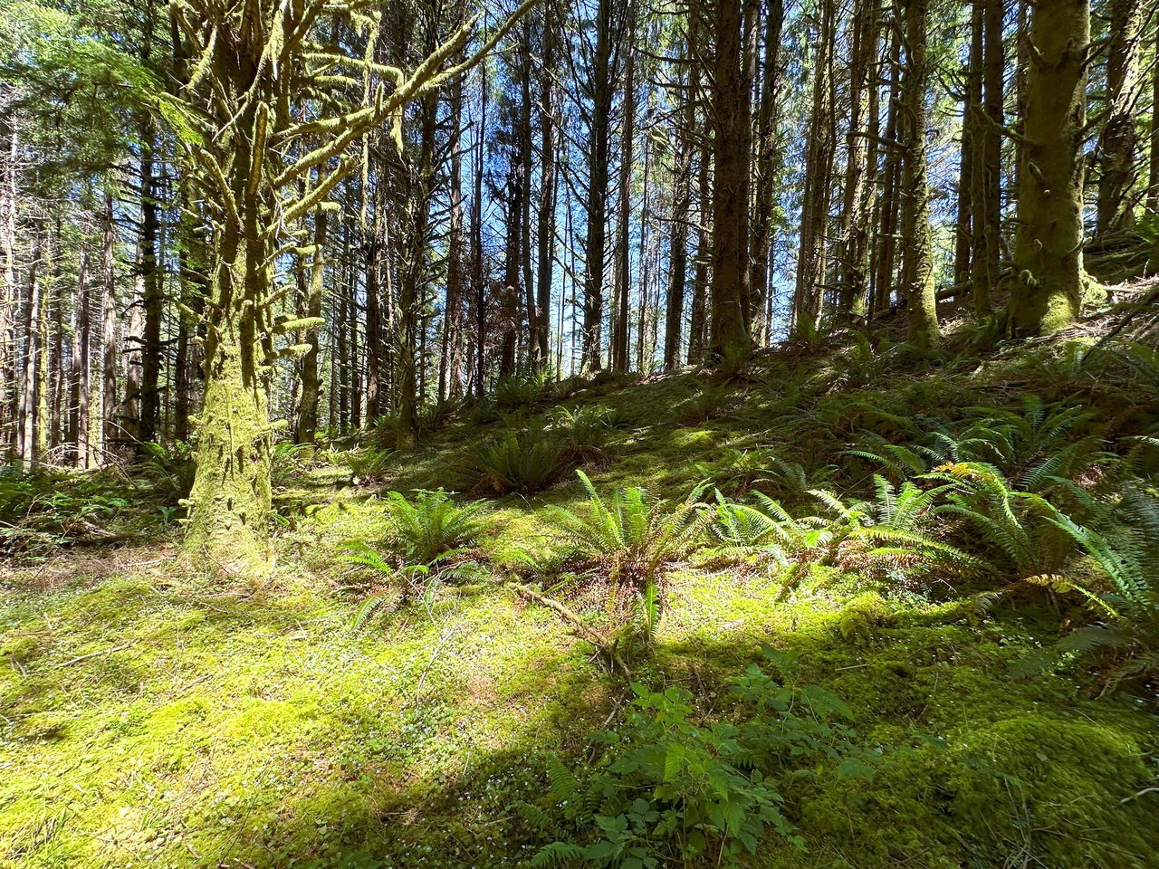 Yaquina Forest