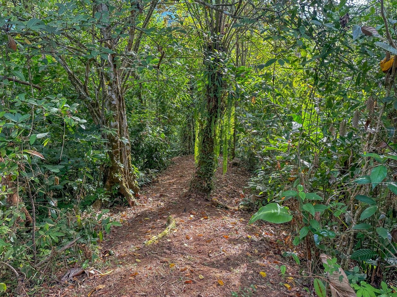 Waterfall Rainforest River Estate, Uvita, Puntarenas