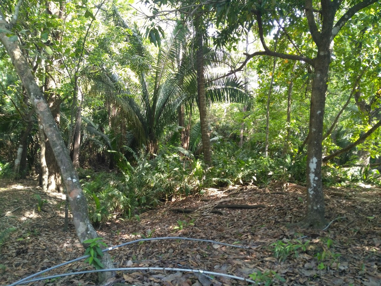 Private Secluded Beachfront Lot, Santa Teresa, Puntarenas