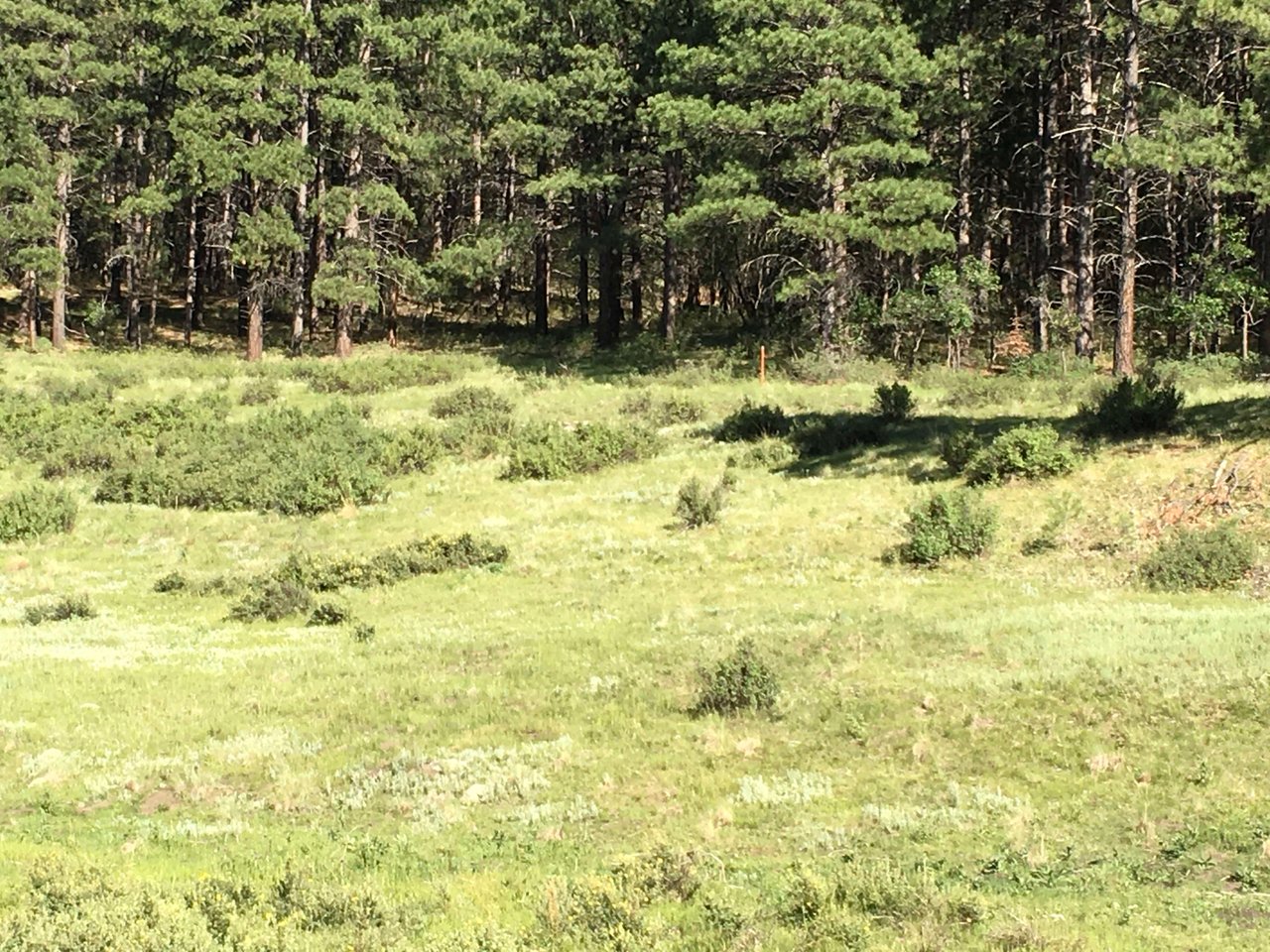 Southern Colorado Riverfront Mountain Ranch