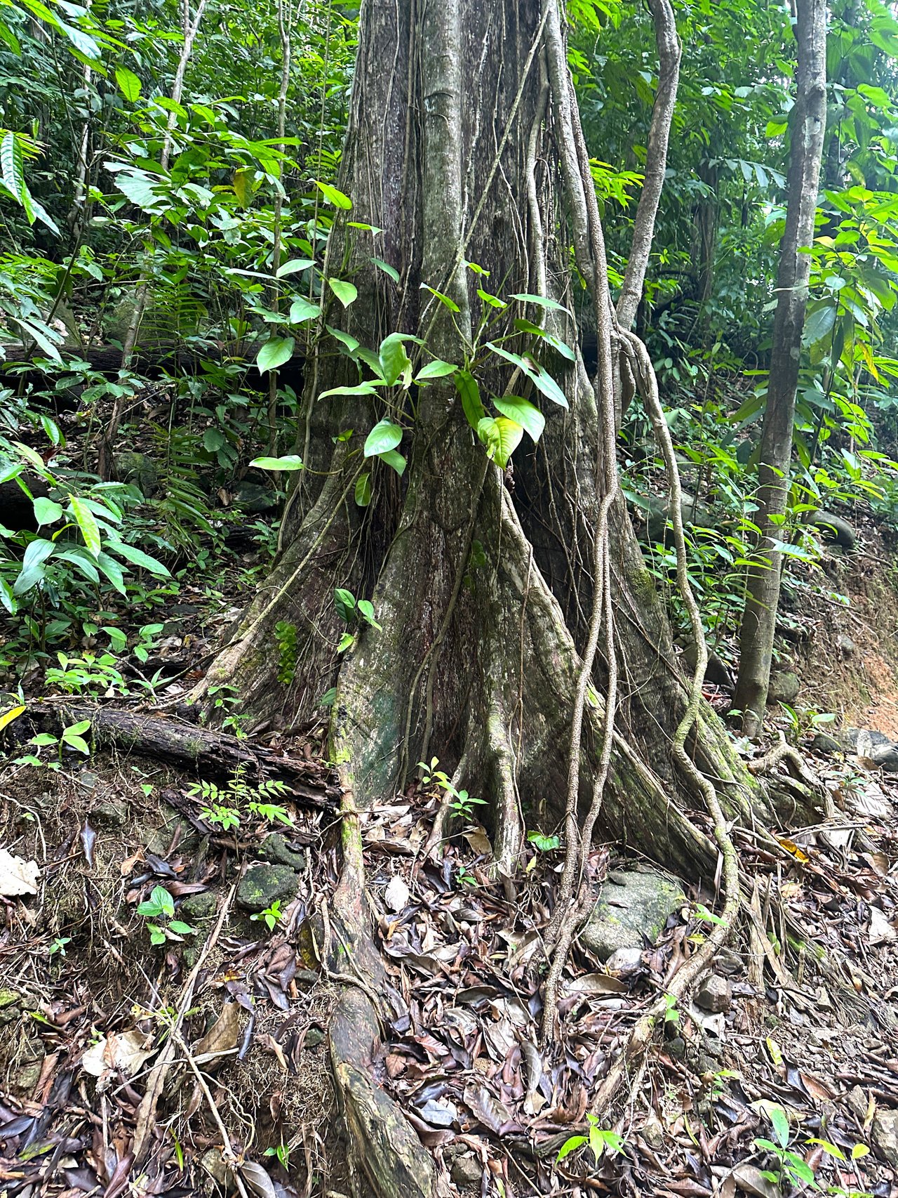 5.77 Acres With 4 Building Sites. Ocean Views, Rivers And Rainforest Abound In Cinco Ventanas! Ojochal 