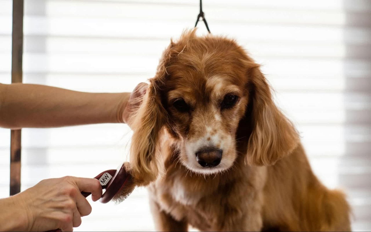 6 Best Dog Grooming Shops in Corona, CA