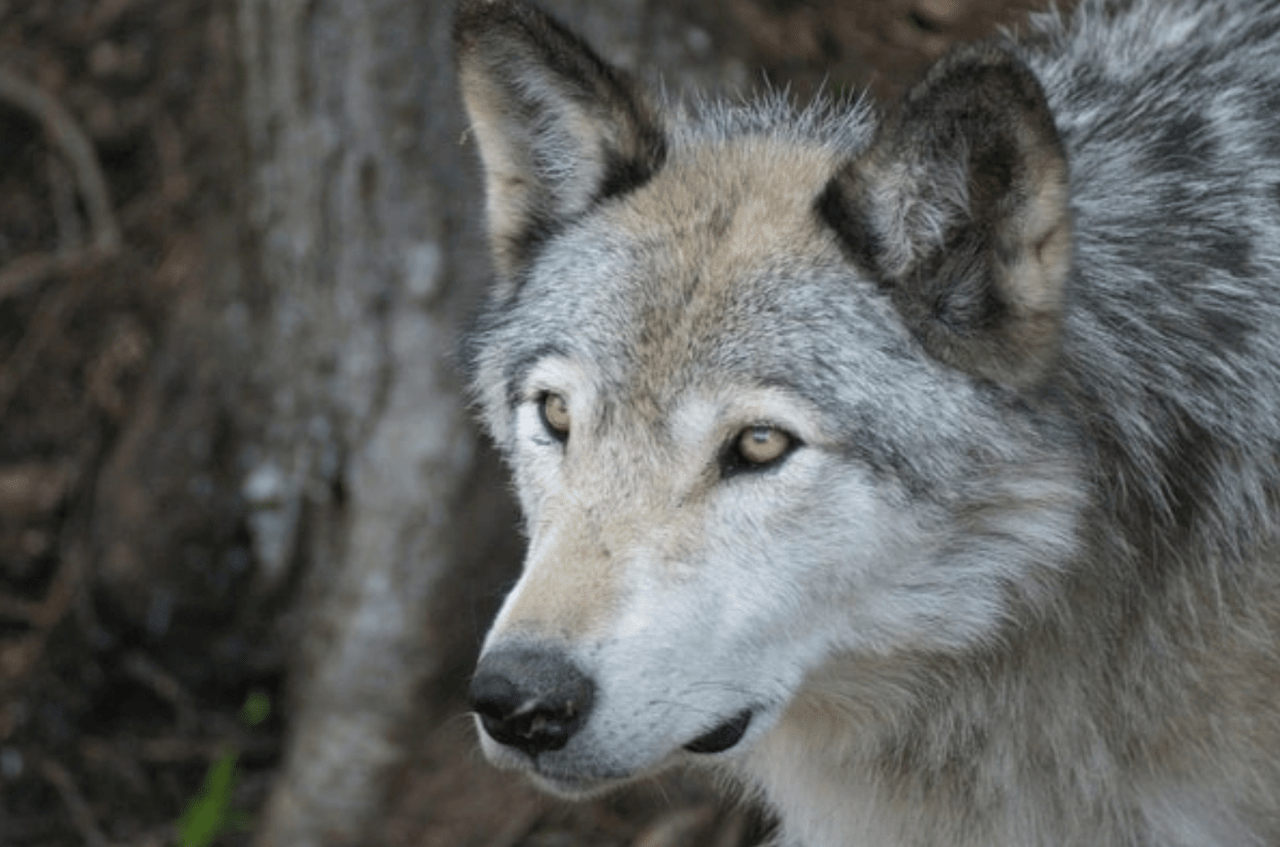 Could Wolves Return to Aspen, CO, and What Impact Would It Have?