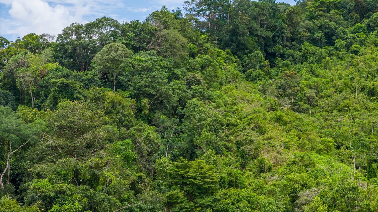 Costa Rican Gem with Conservation Potential: Preserve 26 Acres of Pristine Land