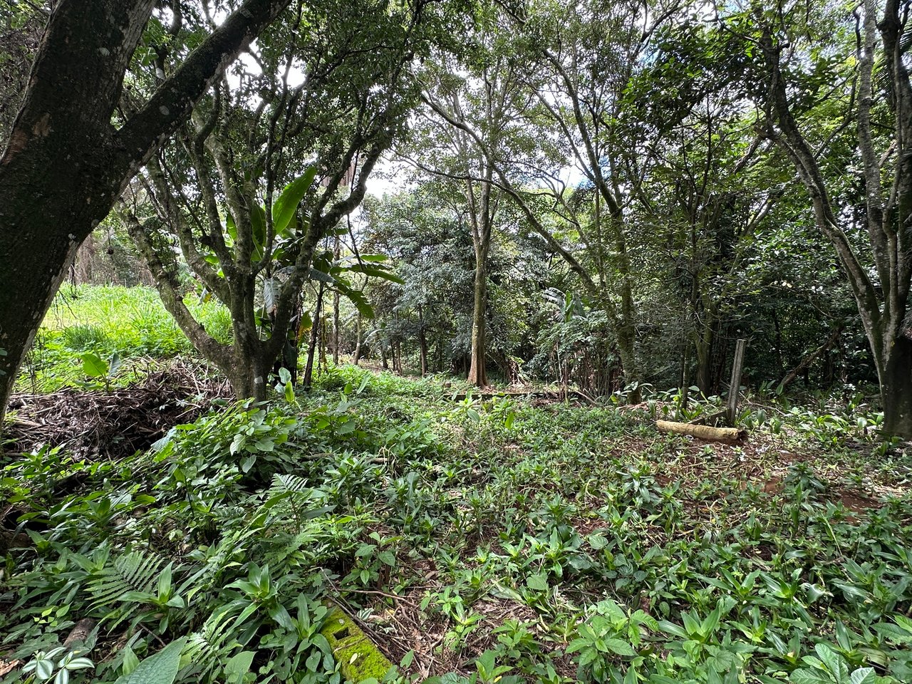 Lush Butterfly Garden Building Lot, Heredia