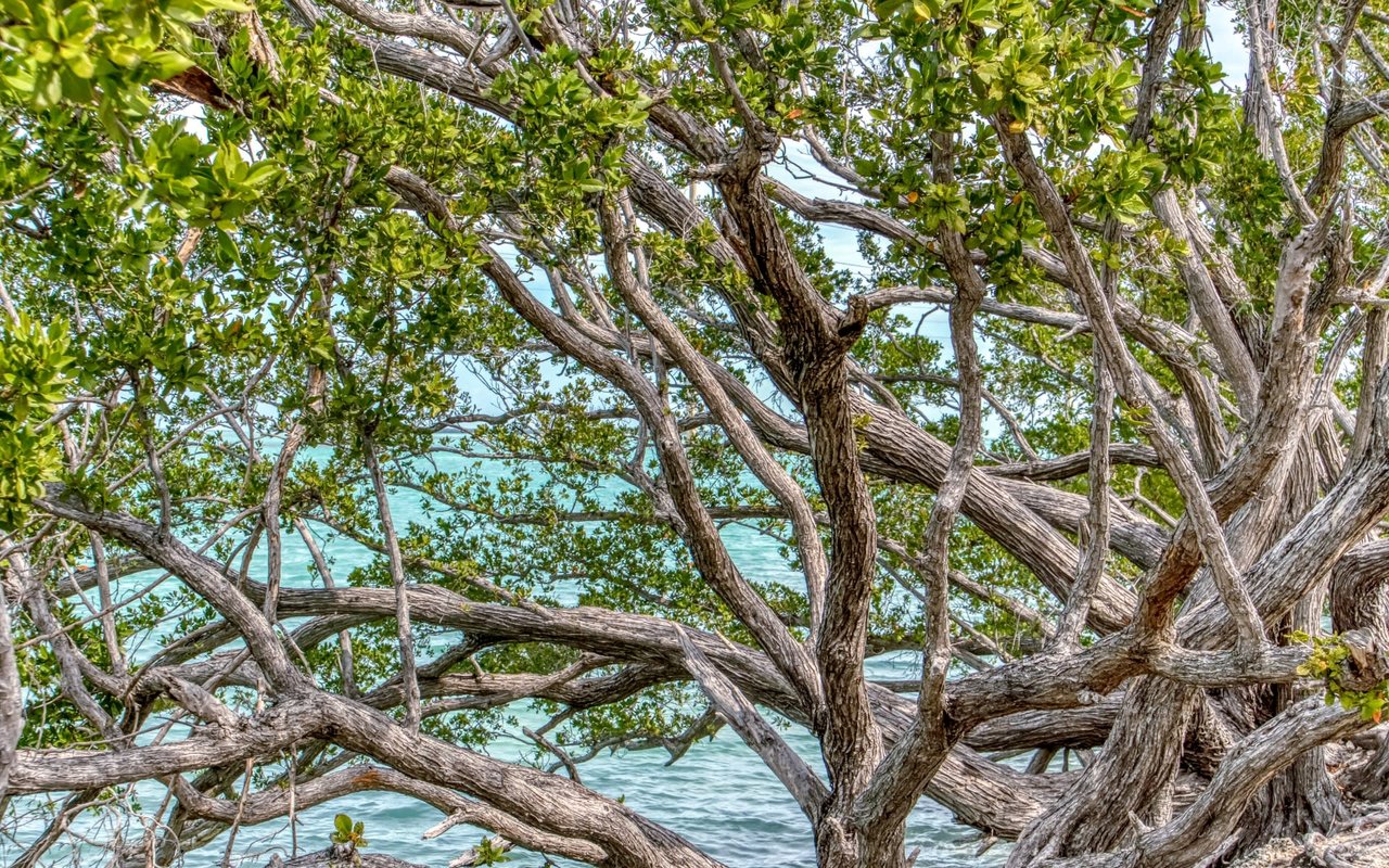 A close-up of a tree with gnarled branches and lush green leaves.