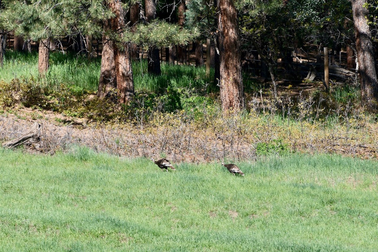 Pine Ridge Ranch