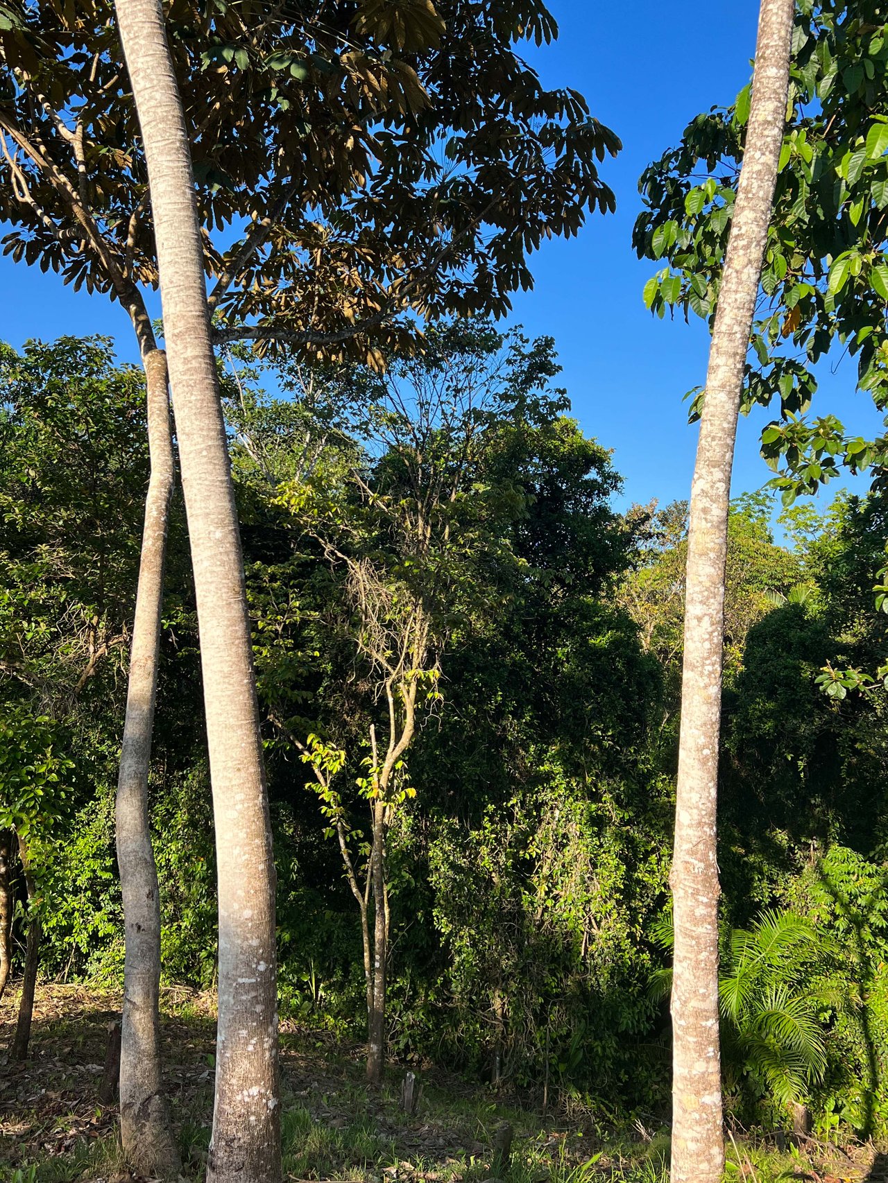  Affordable & Charming 1 bedroom Villa with Pool in gated community, immersed in the rainforest close to Quepos  