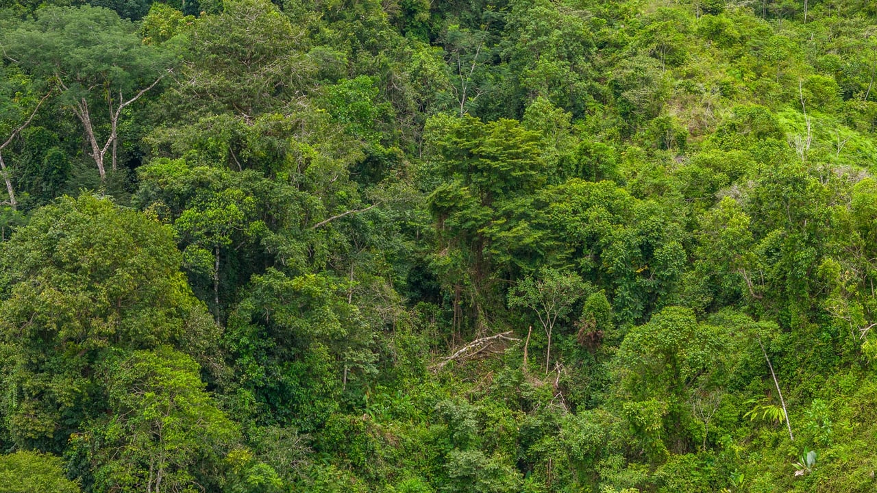 Costa Rican Gem with Conservation Potential: Preserve 26 Acres of Pristine Land