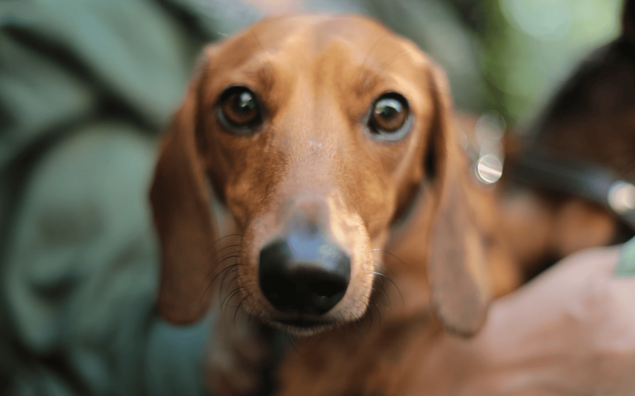 Tips for Moving with Pets