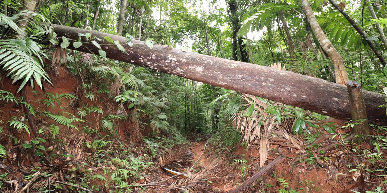 Rainforest Conservation Pasture Land, Osa, Puntarenas