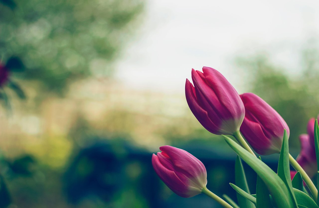 Pink tulips rising against a softly blurred spring garden.