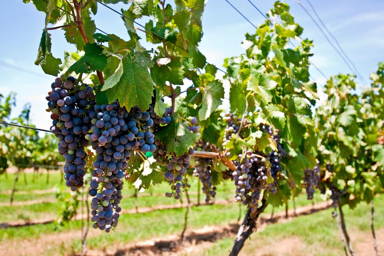 5 Best Wineries Near Tucson