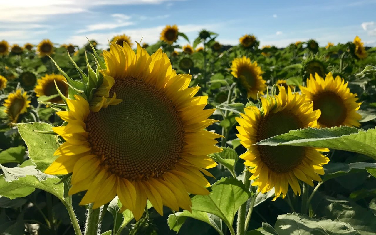 The Hidden Costs of Selling Your Home the Silicon Valley Way