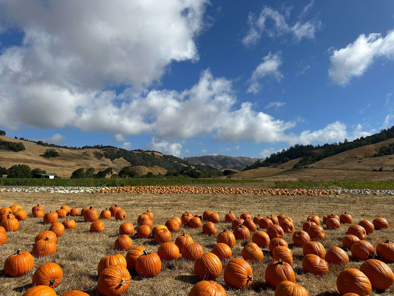 Celebrate Fall in Marin County with a Visit to Nicasio Valley Pumpkin Patch