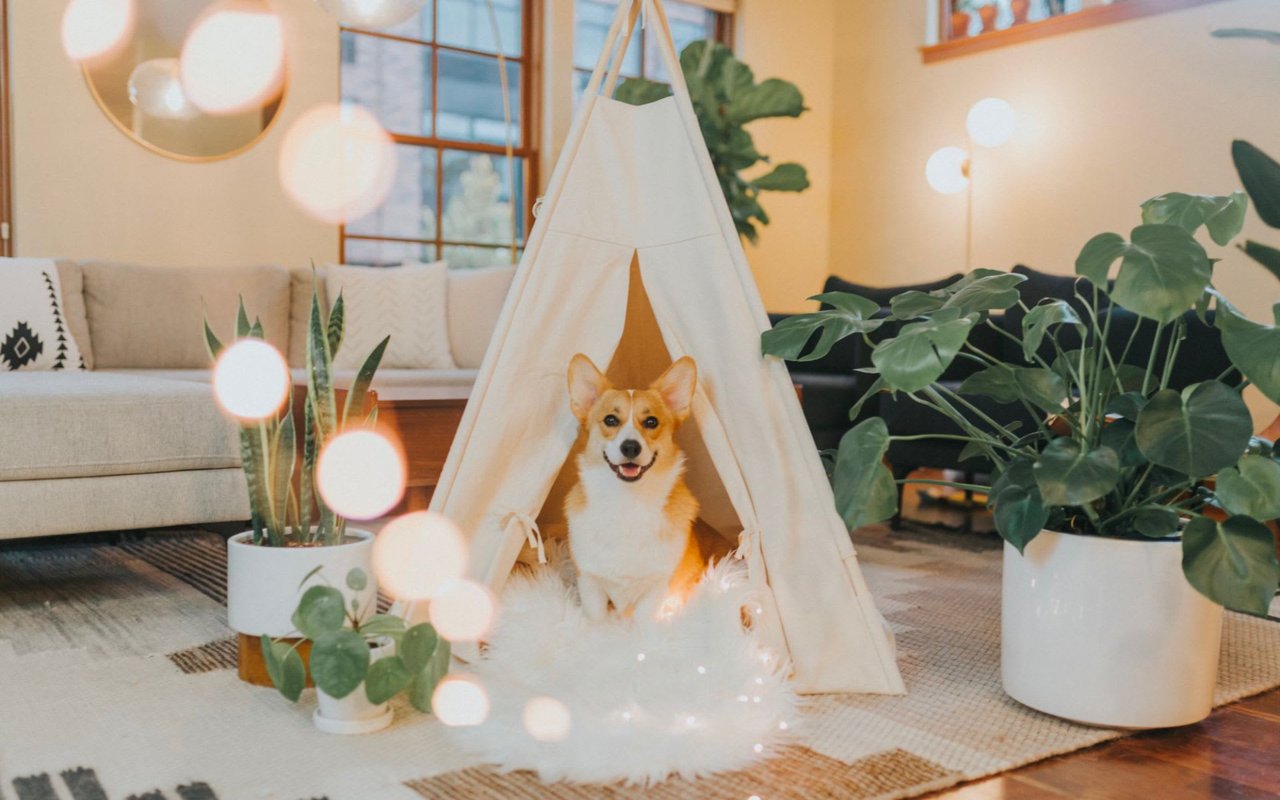 High-End Real Estate for Pet Lovers: Homes with Pawsome Amenities