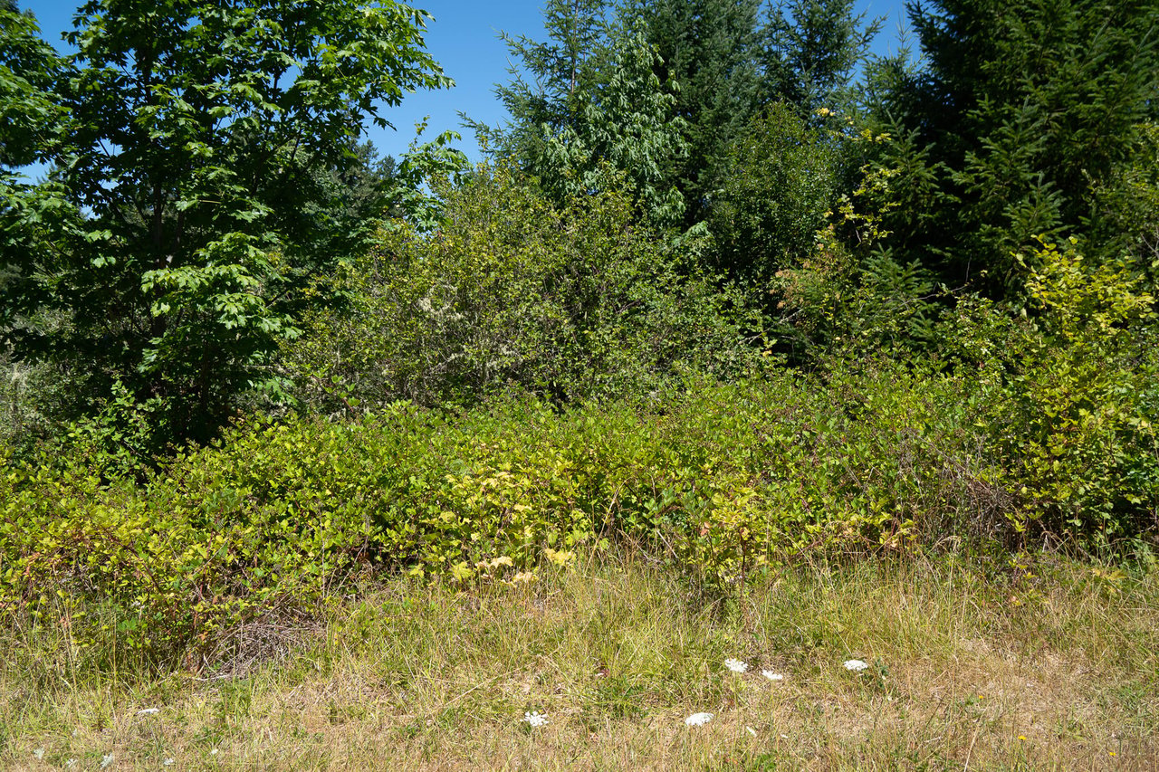 Hayes Hill Tree Farm 