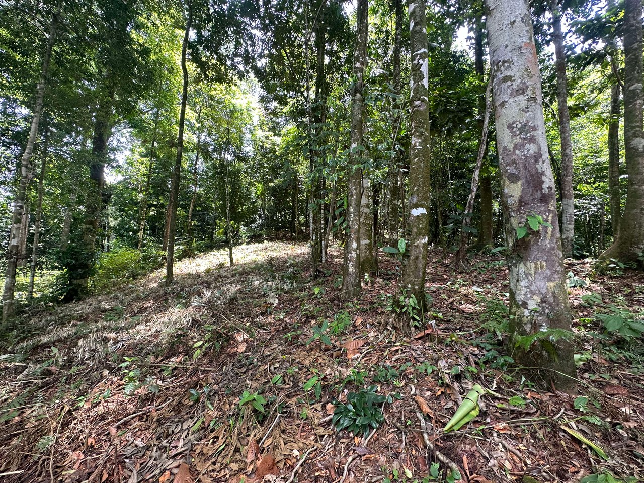 1.6 Acres Land Parcel in Ballena, Jungle Views.