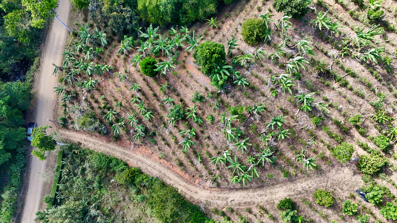 Over 2.5 Acres in Ceibo, Planted with Coffee and Fruits