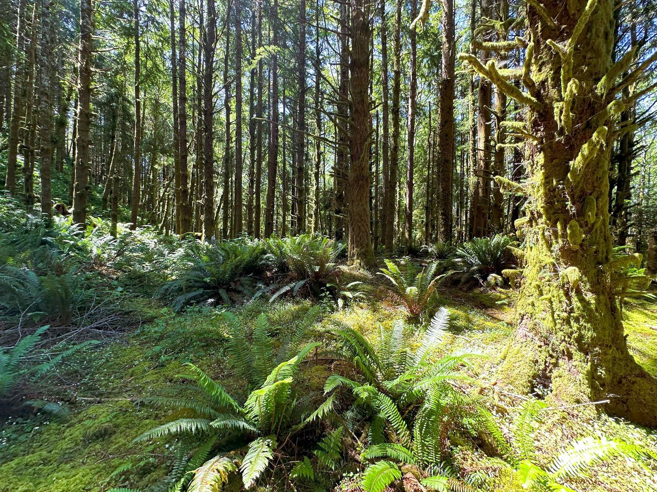 Yaquina Forest