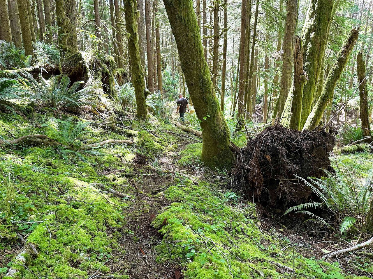 Yaquina Forest