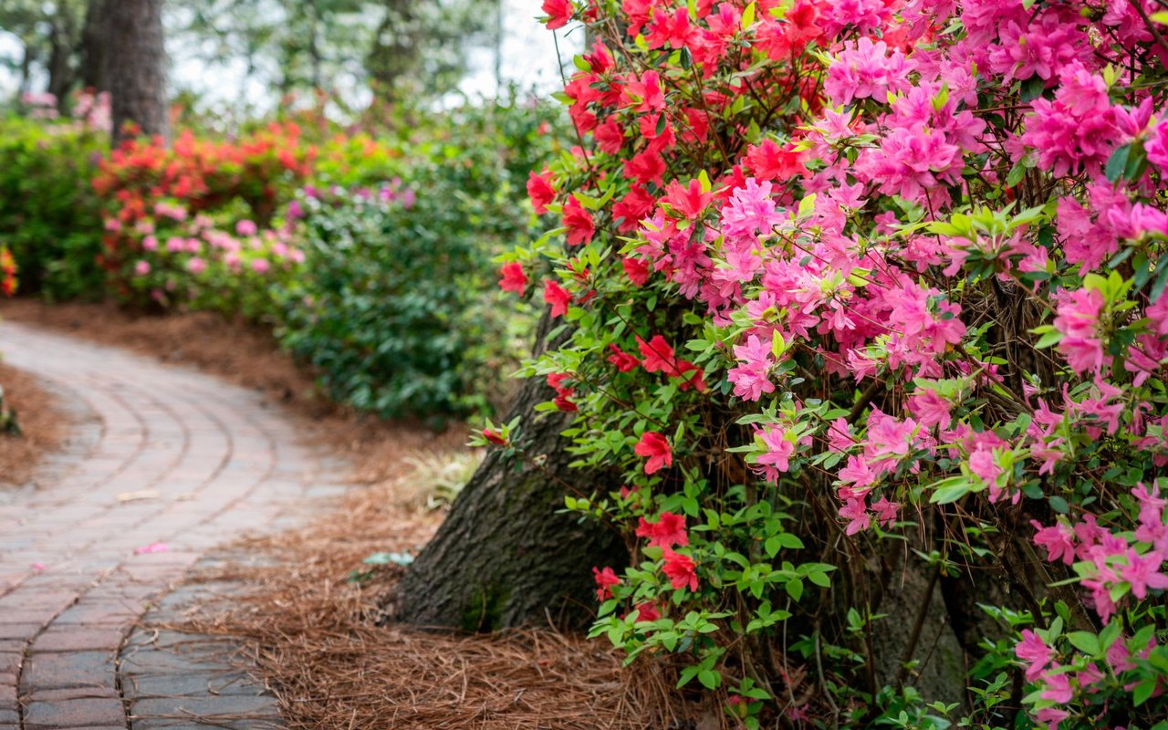 A curved brick walkway in a wooded area with tall trees, green foliage, and linings of various flowering plants.