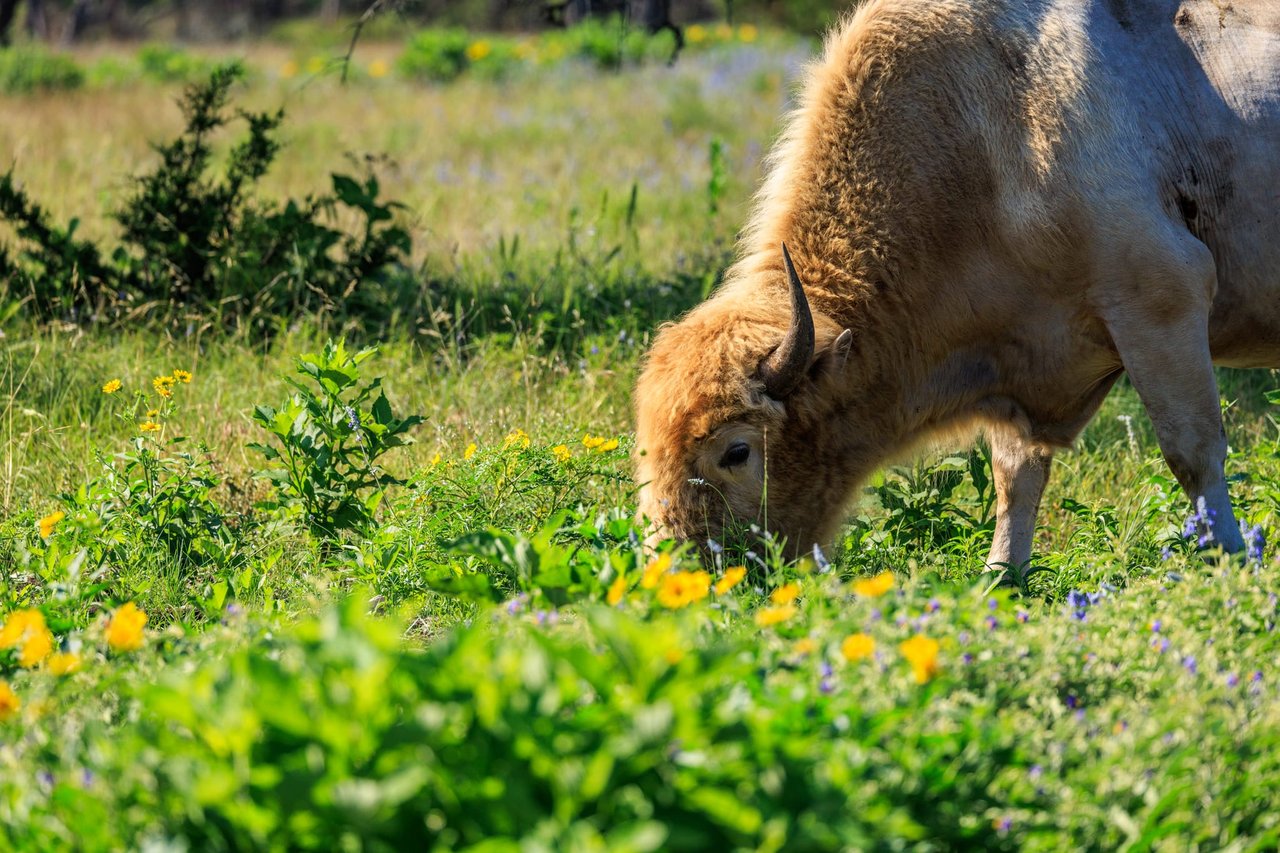 481 Living Water Ranch Rd