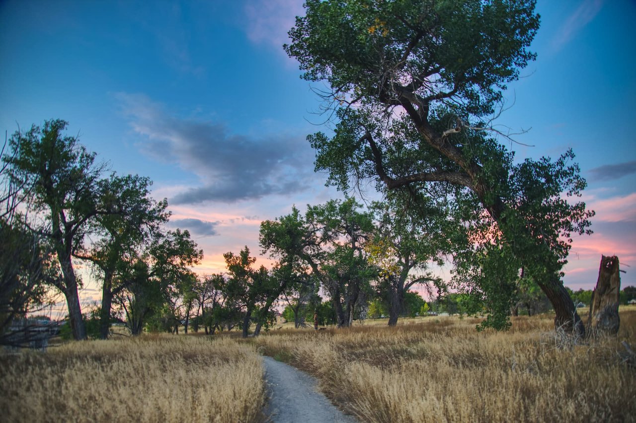 A path winds through a field of tall grass and a mix of trees in Colorado on an early evening.