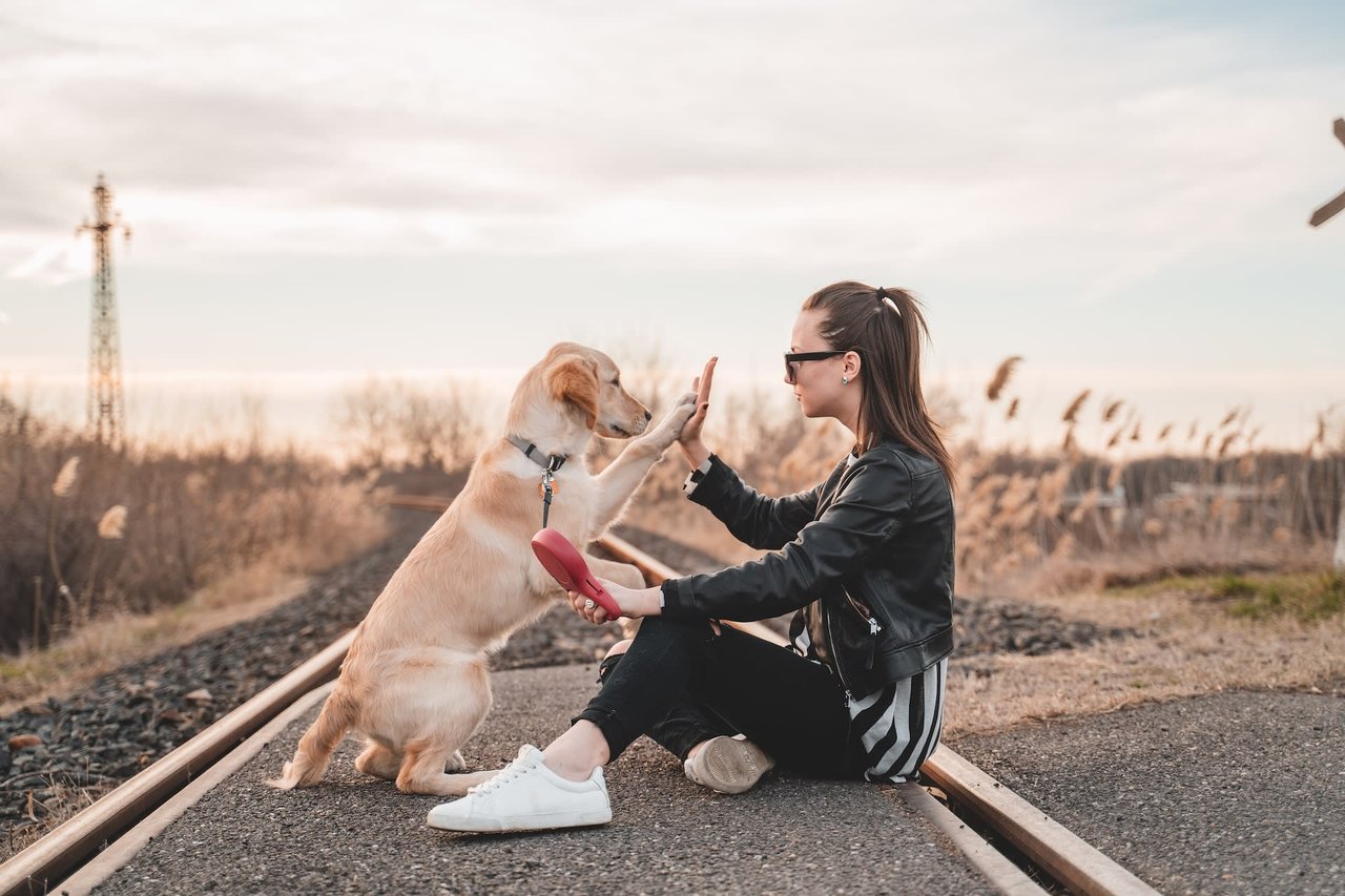 How To Train A Dog