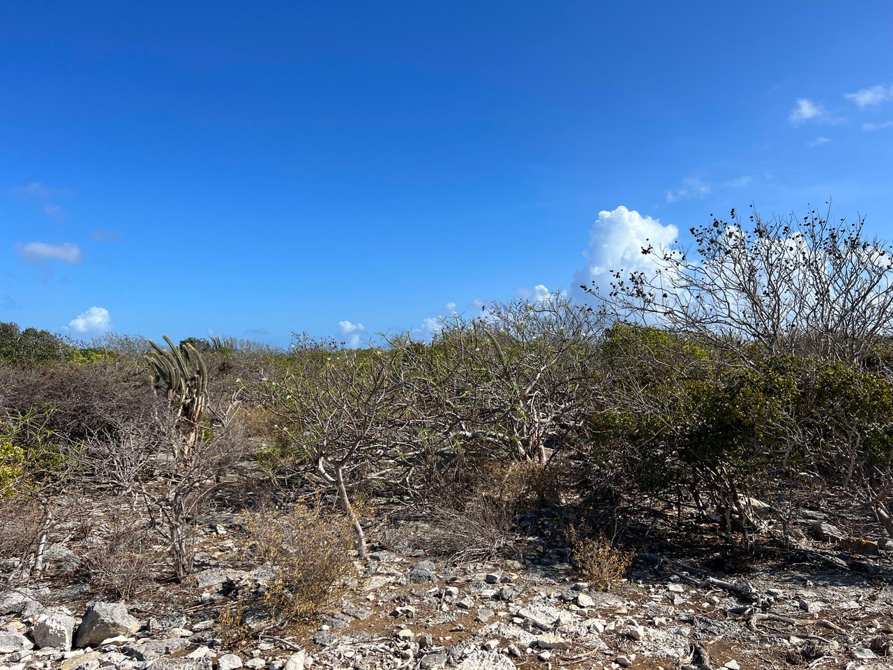 780 .575 Acres at Loblolly Bay