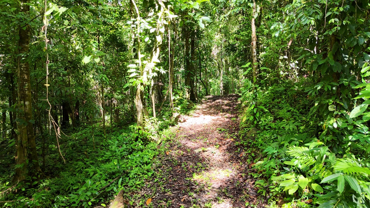 Secluded Paradise: 7.7 Acres with Breathtaking Ocean Views Along the Coast