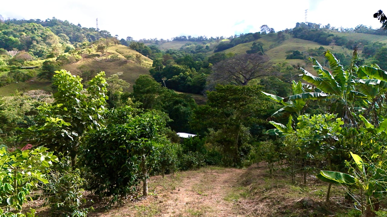 Over 2.5 Acres in Ceibo, Planted with Coffee and Fruits