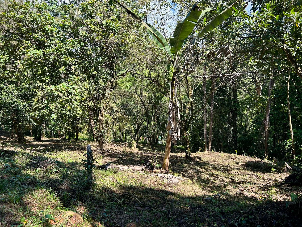 Gorgeous Property Above Playa Colonia, Forest Views