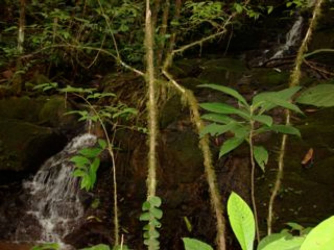 Ocean View Waterfall Land, Dominical, Puntarenas