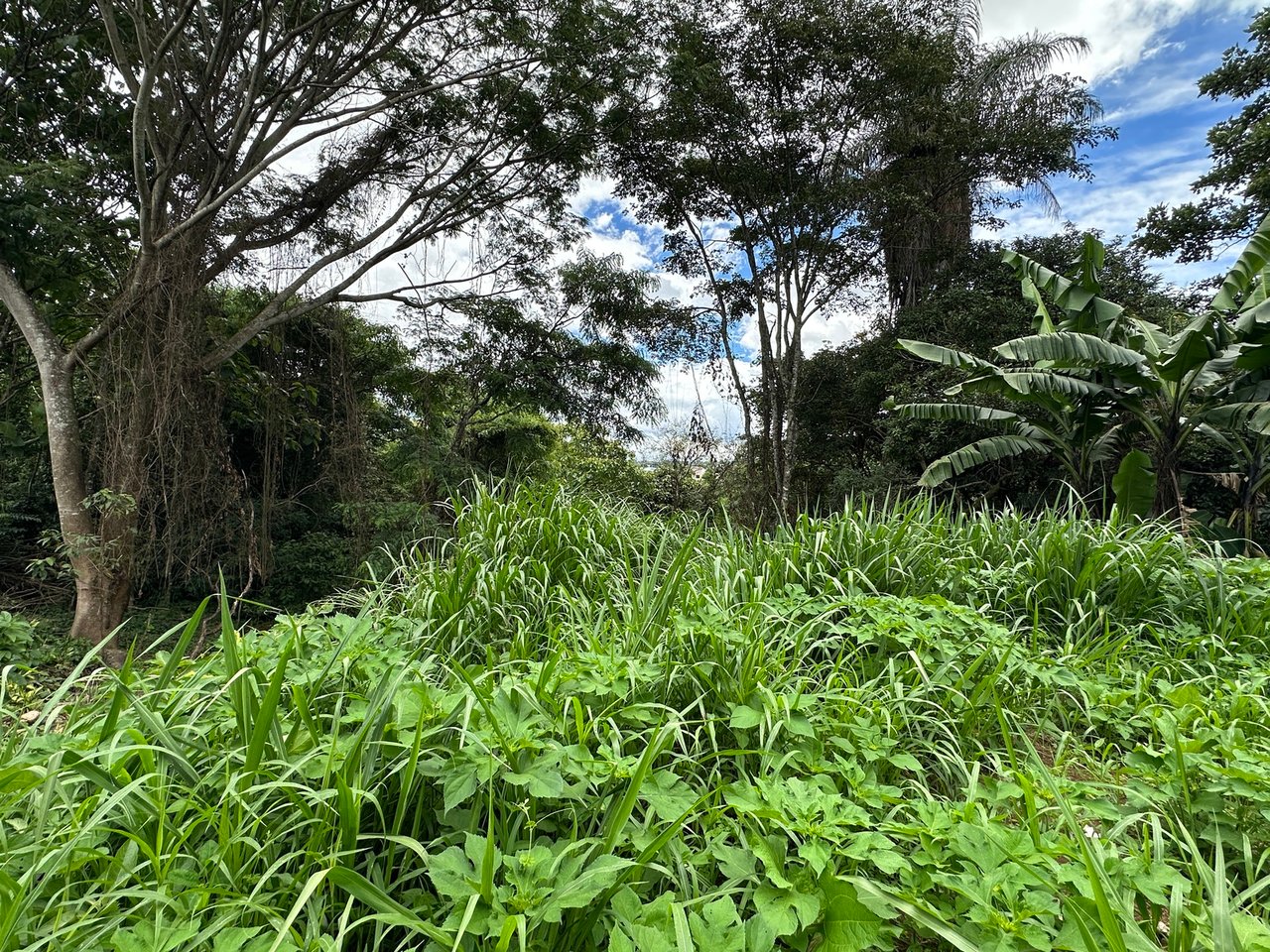 Lush Butterfly Garden Building Lot, Heredia