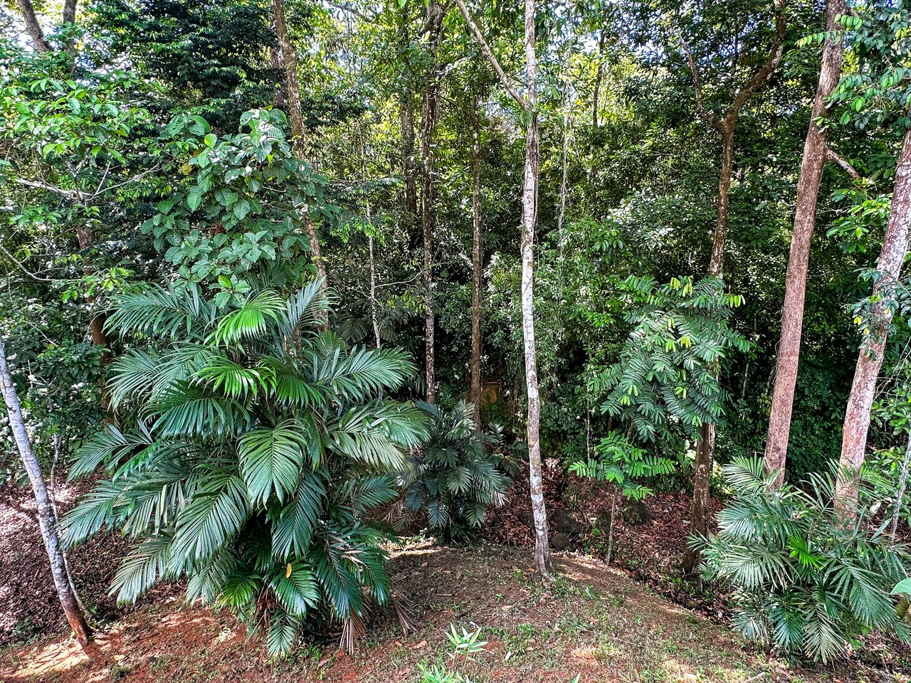 Elevated 2.2 Acres Jungle And Creek-Fronting Mountain View Lot In Ojochal