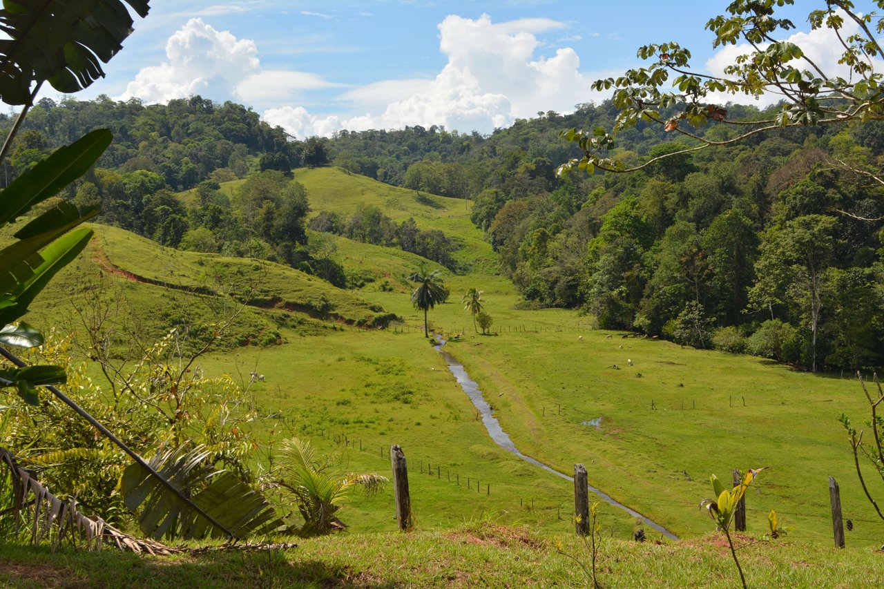 Osa Peninsula Magic 