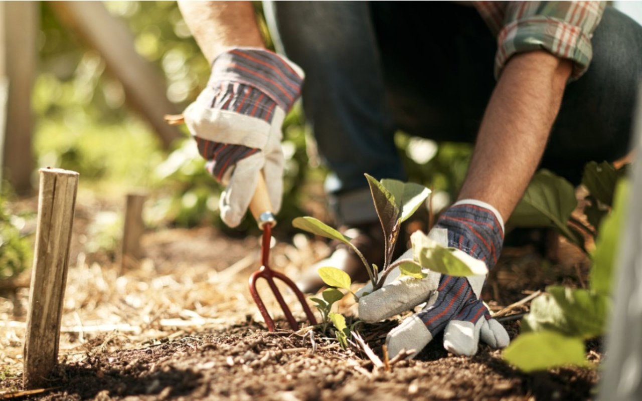 7 Simple Gardening Skills Anyone Can Master