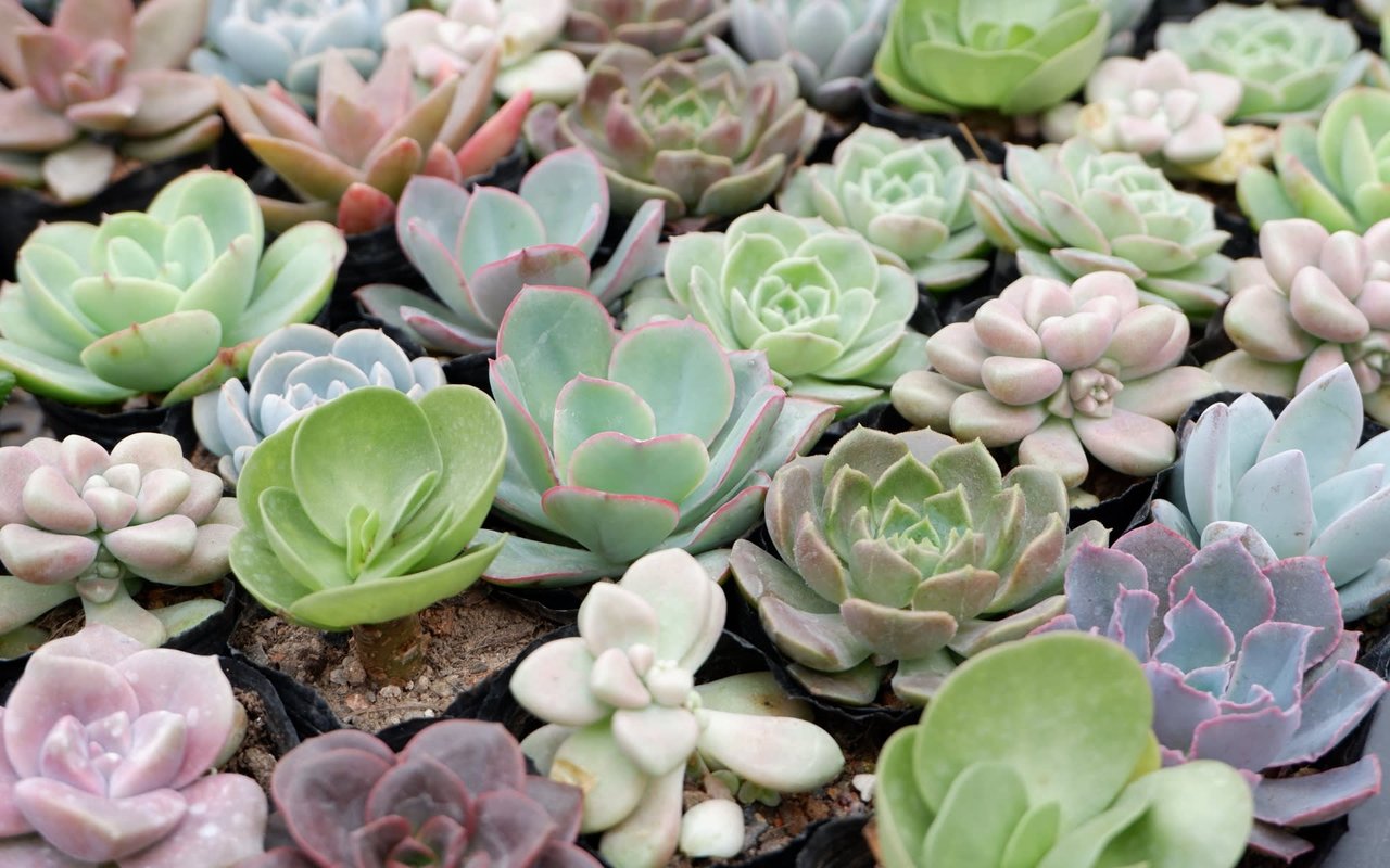 This Sunday: Annual Succulent Fundraiser for Rockwood Woman’s Club