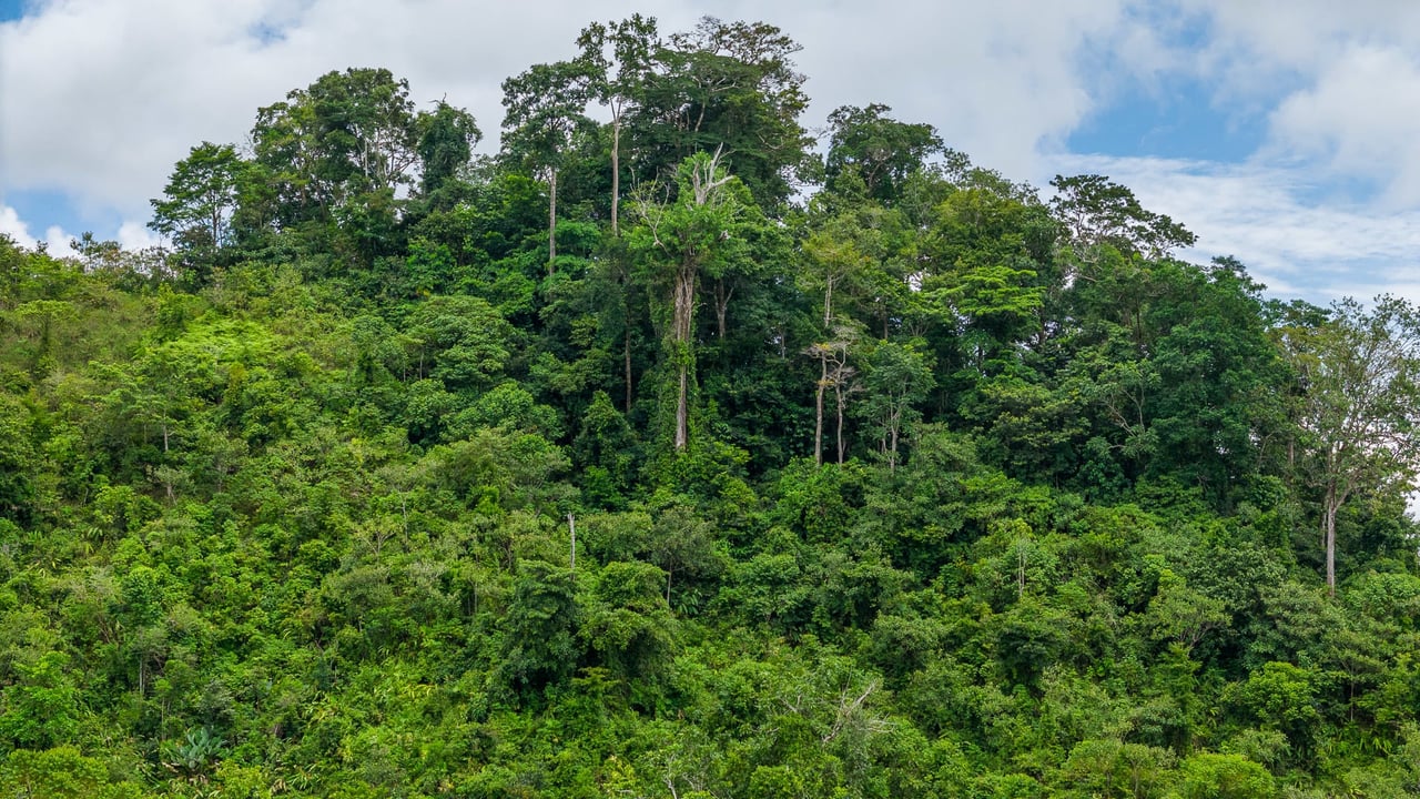 Costa Rican Gem with Conservation Potential: Preserve 26 Acres of Pristine Land