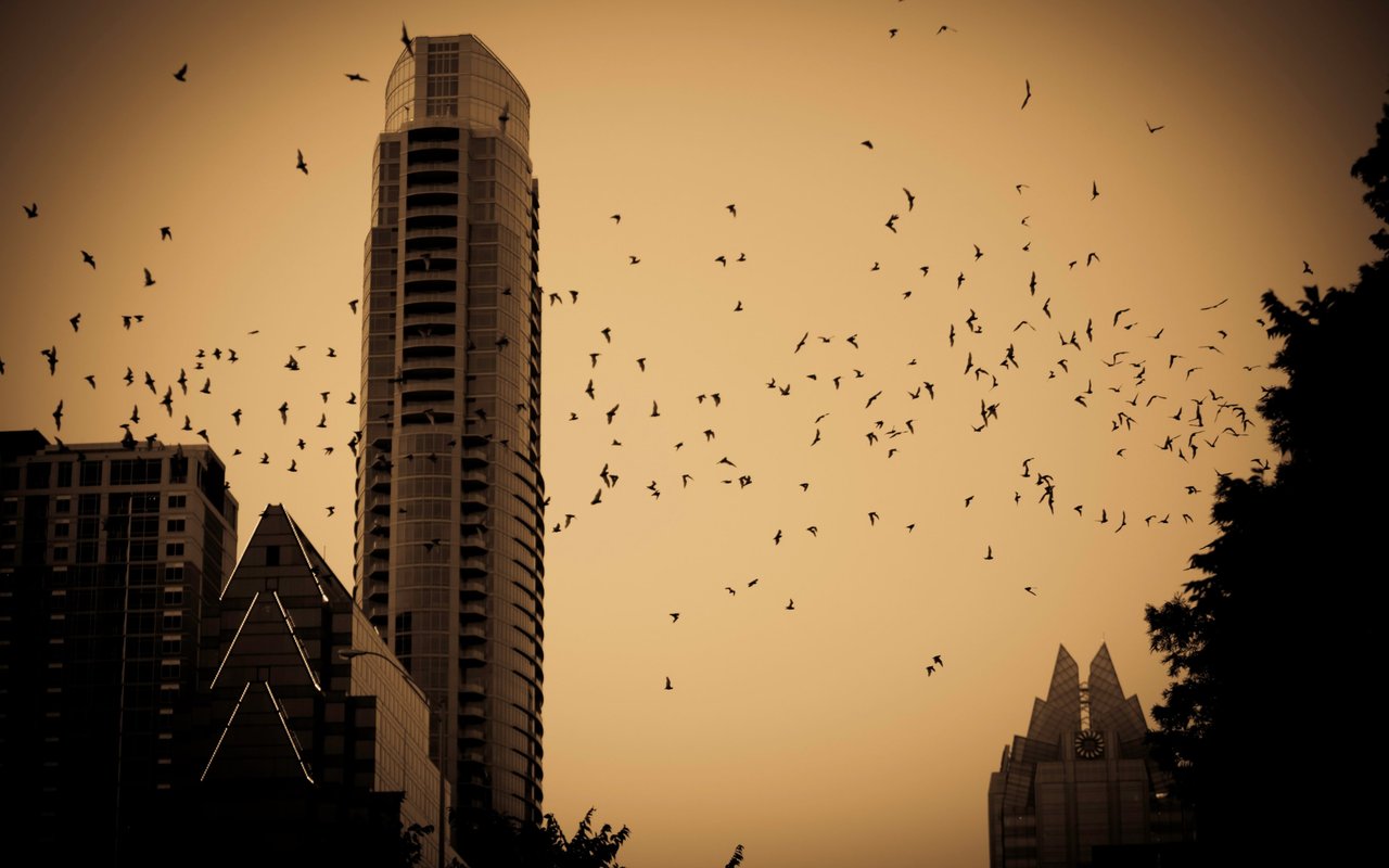 Halloween in Bat City: Events & Festivals to Attend