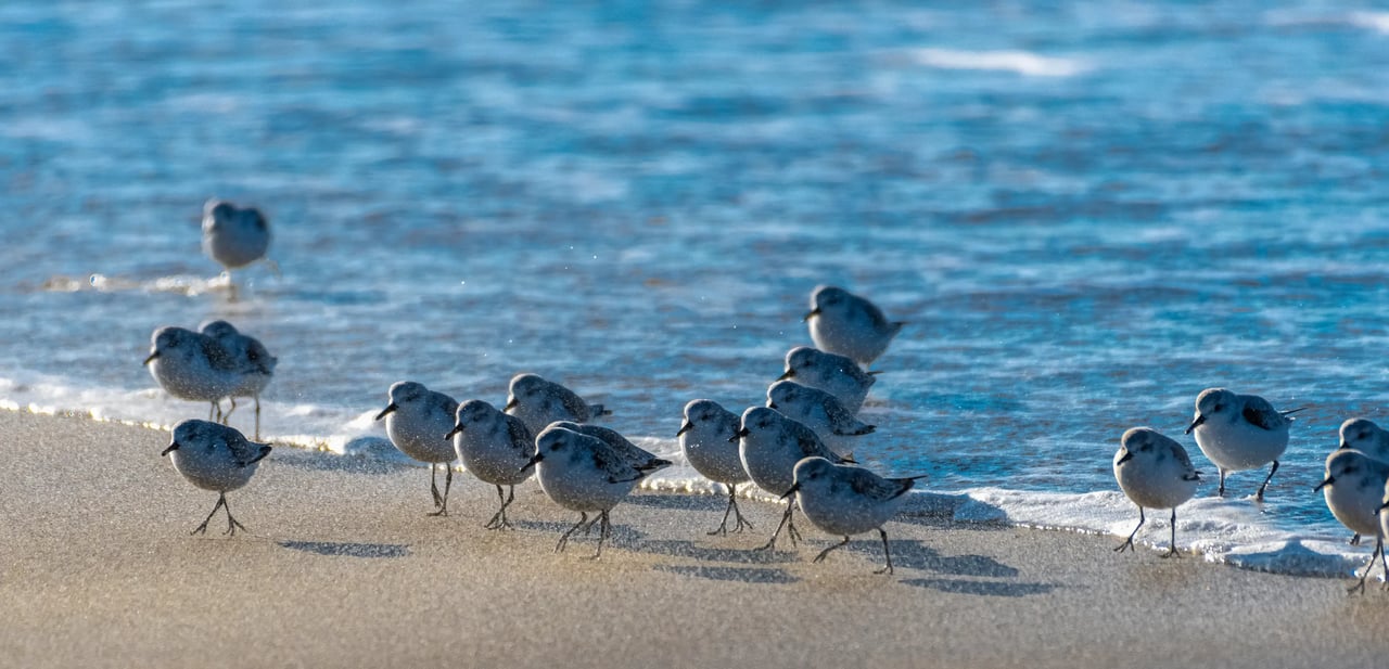 Snowy Plovers in Nehalem State Park