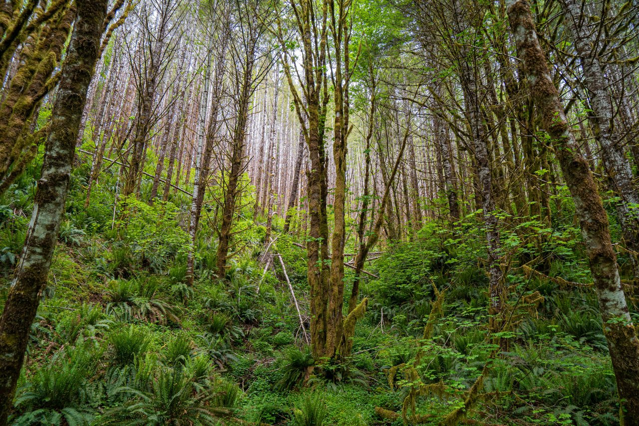 Three Rivers Conservation Project - Ensuring Roosevelt Elk Habitat