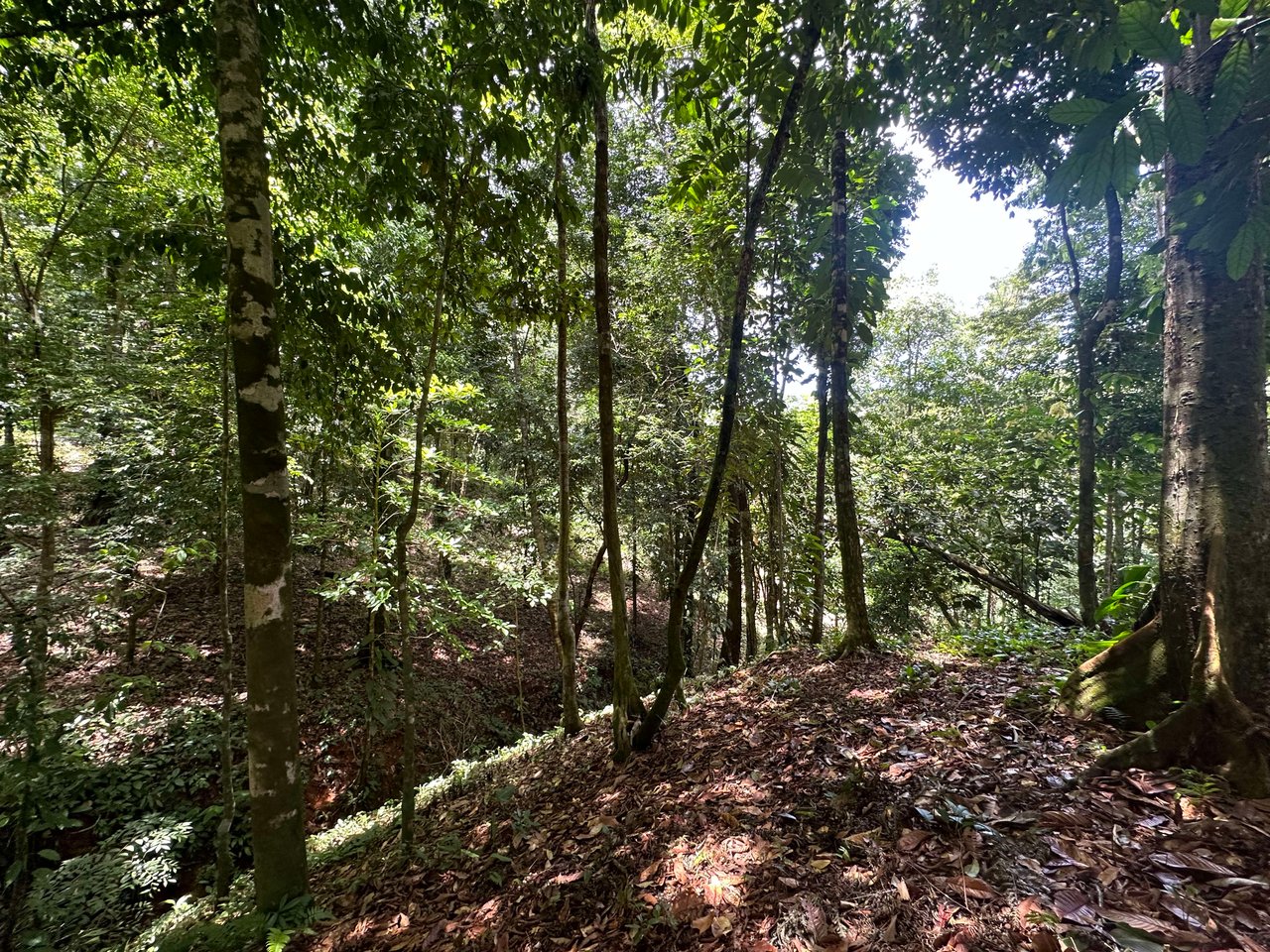 1.6 Acres Land Parcel in Ballena, Jungle Views.