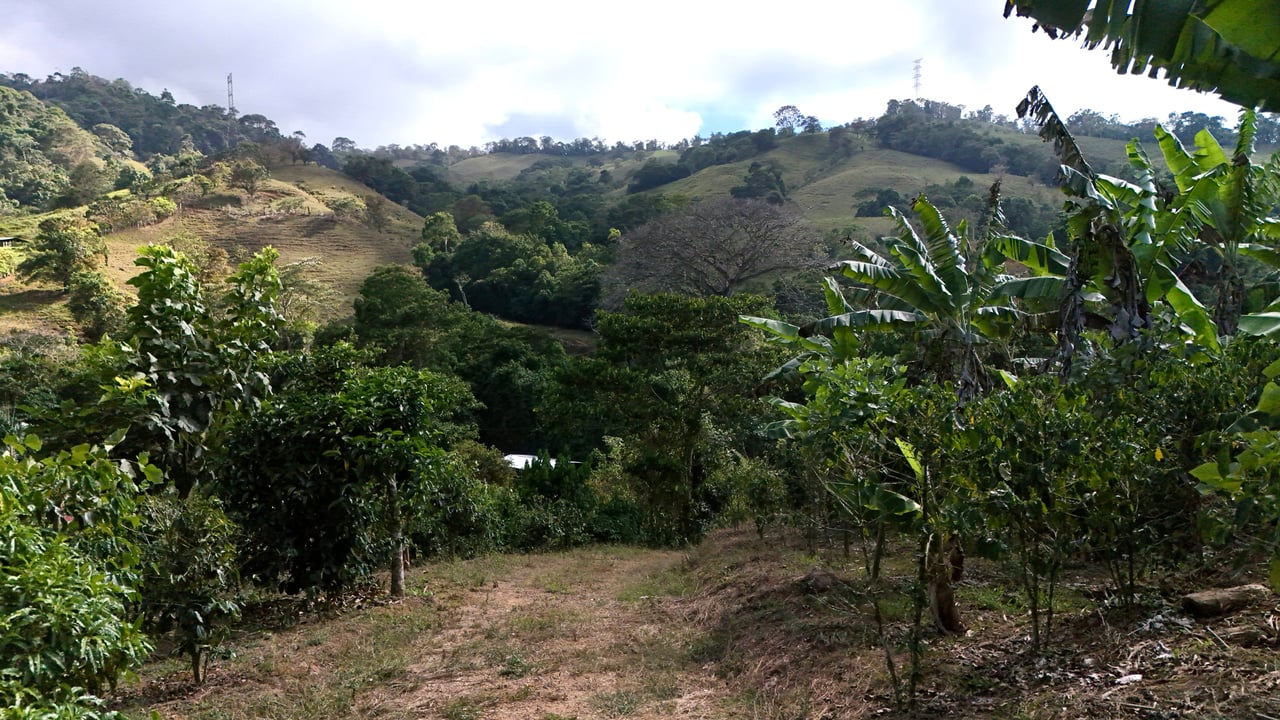 Over 2.5 Acres in Ceibo, Planted with Coffee and Fruits