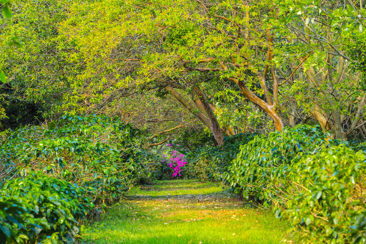 Historic Coffee Farm Estate, Heredia
