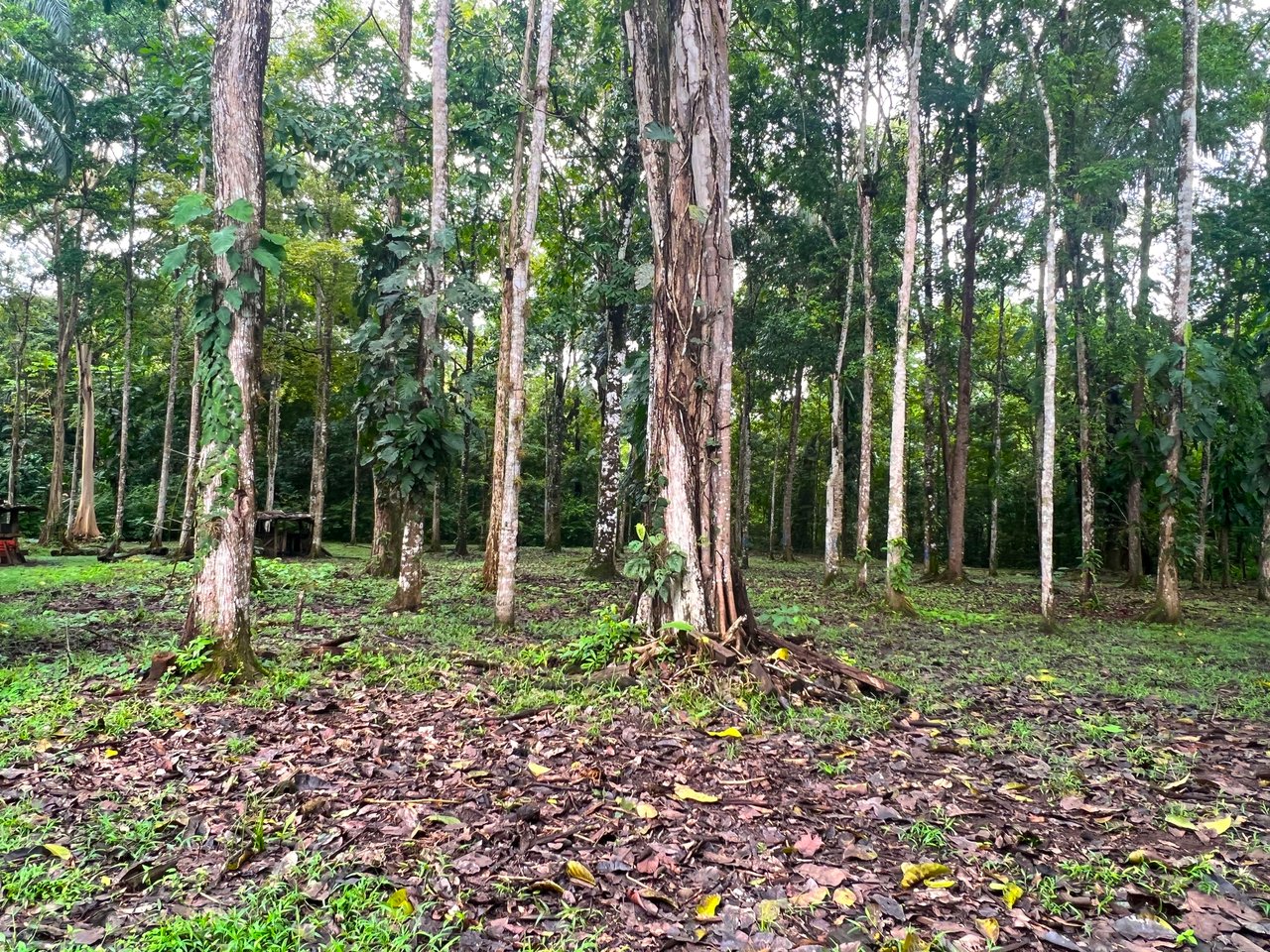 Costa Rican Teak and Hardwood Farm with Endless Potential