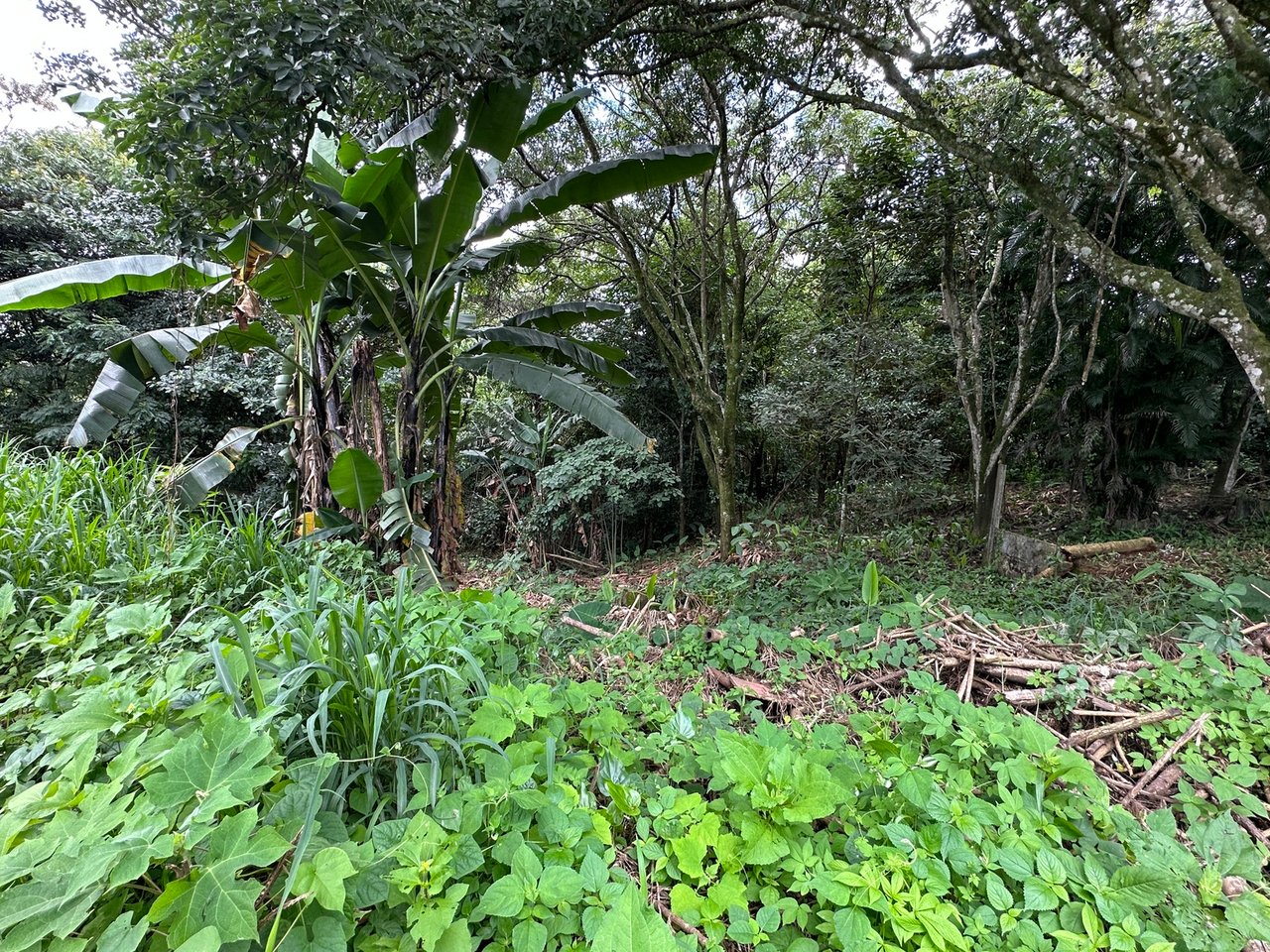 Lush Butterfly Garden Building Lot, Heredia