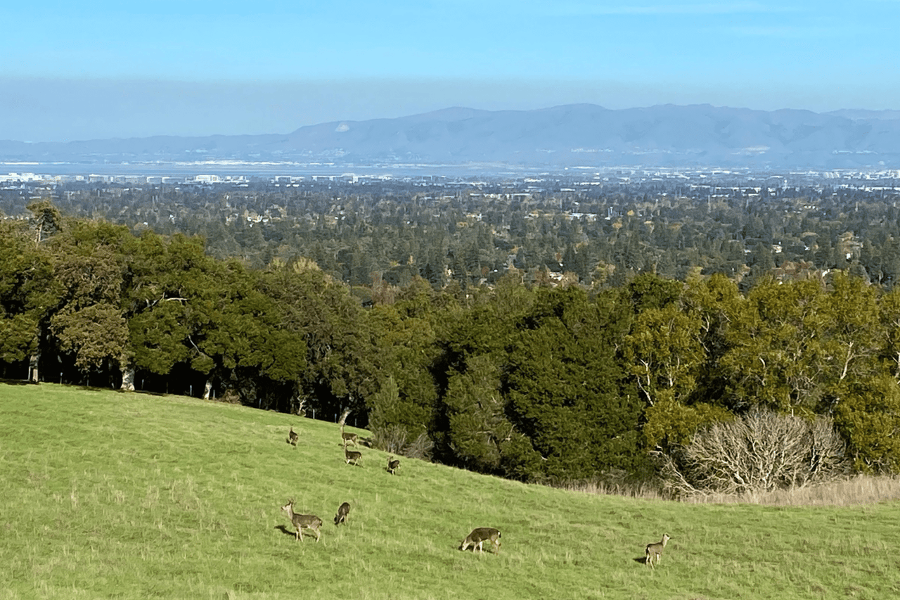 Photo of Los Altos by Los Altos Real Estate Agent Susan Sims